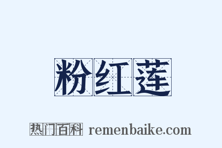 粉红莲是什么意思的图片
